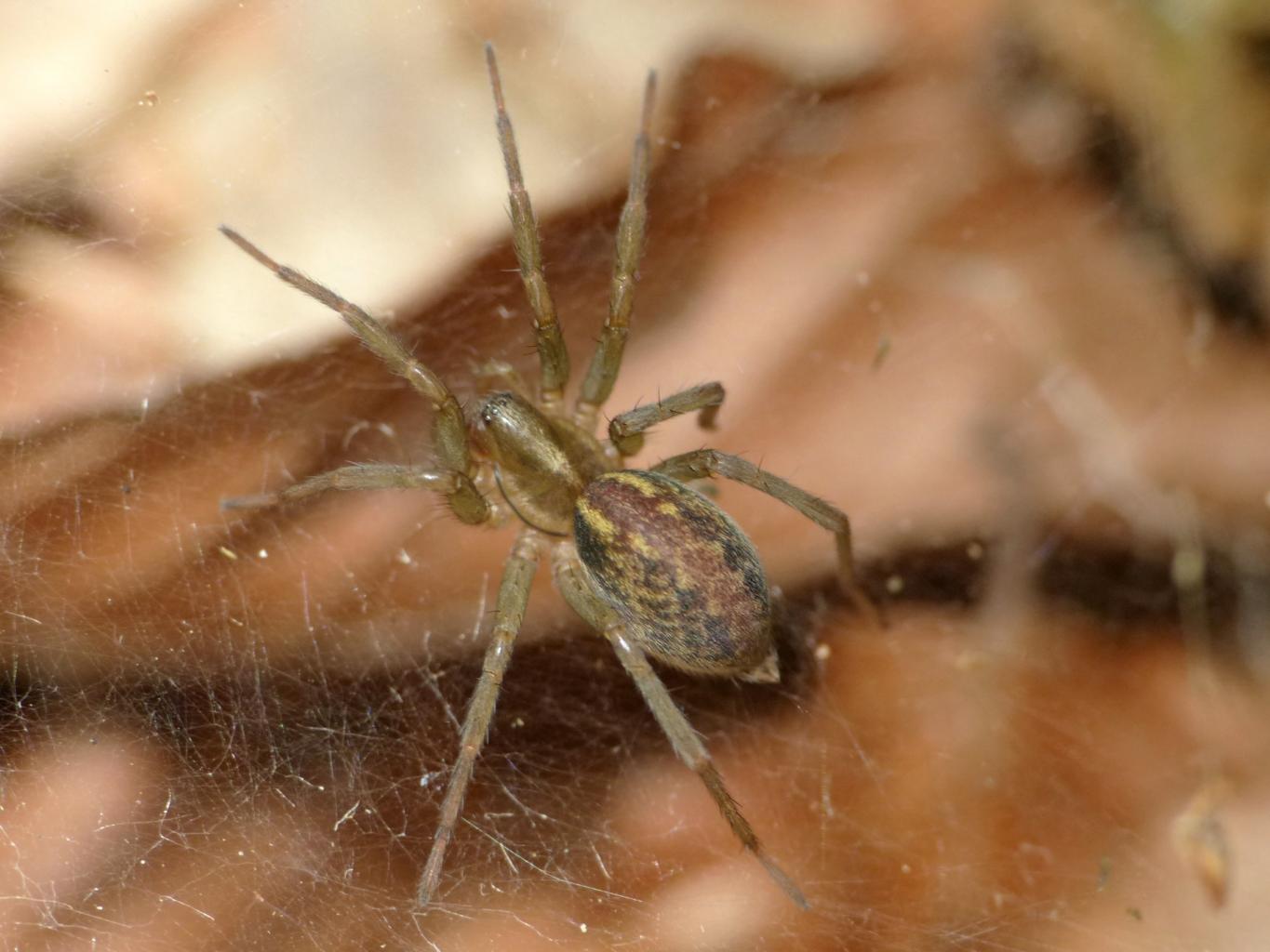 Aterigena ligurica - Monte Gennaro (RM)
